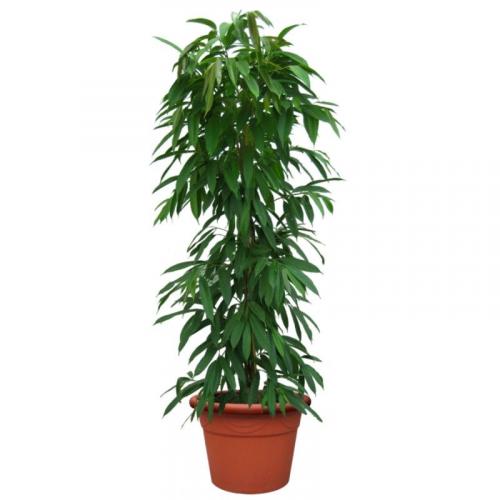 Купить Фикус амстел кинг 27x140 по низким ценам Купить Фикус амстел кинг 27x140 в СПб с доставкой