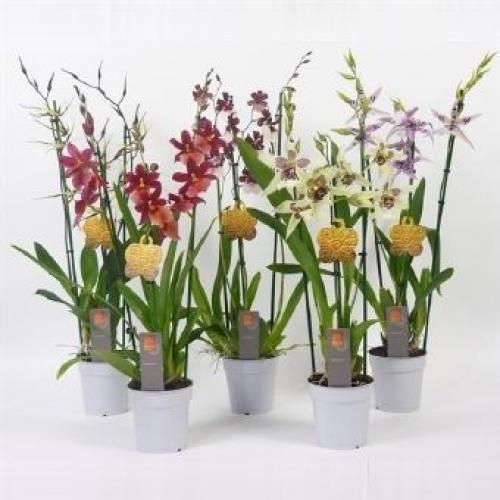 Купить Камбрия 3 ствола 12x50 по низким ценам Купить Камбрия 3 ствола 12x50 в СПб с доставкой