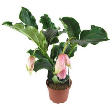 Купить Цветущие растения Мединилла Магнифика 17x40 в СПб с доставкой