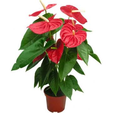 Купить Цветущие растения Антуриум Андрианум красный в СПб с доставкой