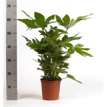 Купить Декоративно-лиственные растения Фатсия Японская в СПб с доставкой