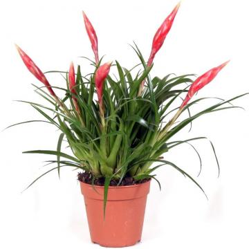 Купить Цветущие растения Вриезия Астрид 12x20 в СПб с доставкой
