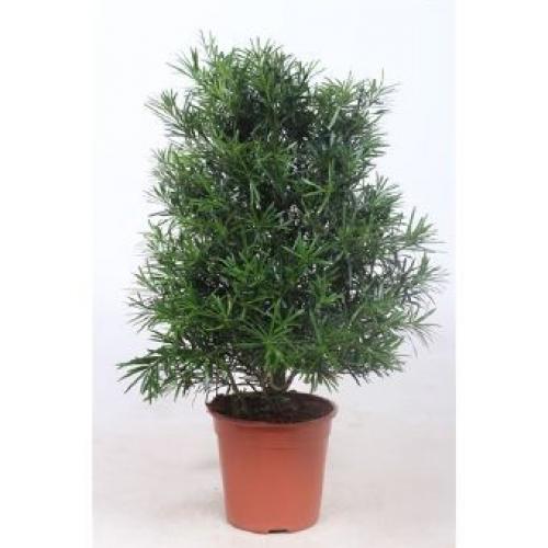 Купить Подокарпус Крупнолистный (Podocarpus Macrophyllus) 27x110 в СПб с доставкой