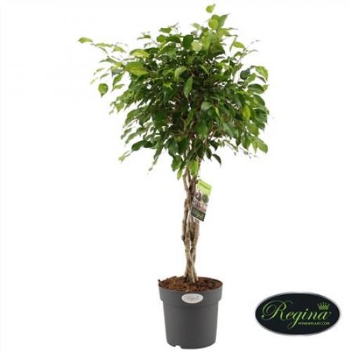      Ficus benjamina Golden King  twisted stem 6517    LETTO