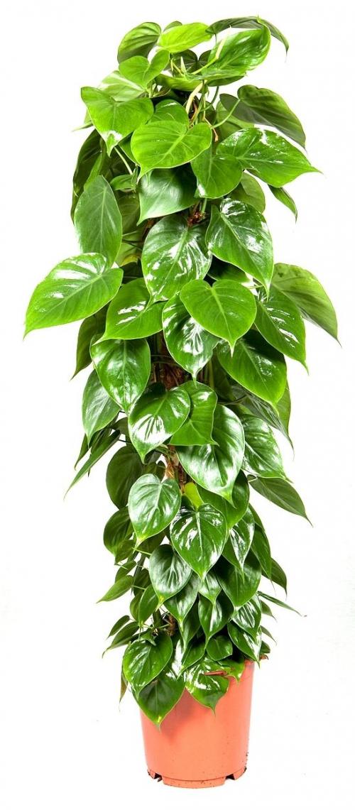 Филодендрон (Philodendron) - Комнатные растения Буква «Ф» - цветочный портал Ваш Сад!