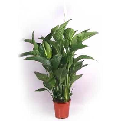 Купить Цветущие растения Спатифиллум в СПб с доставкой