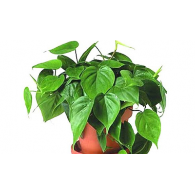 Купить Вьющиеся и ампельные растения Филодендрон подвесной в СПб с доставкой