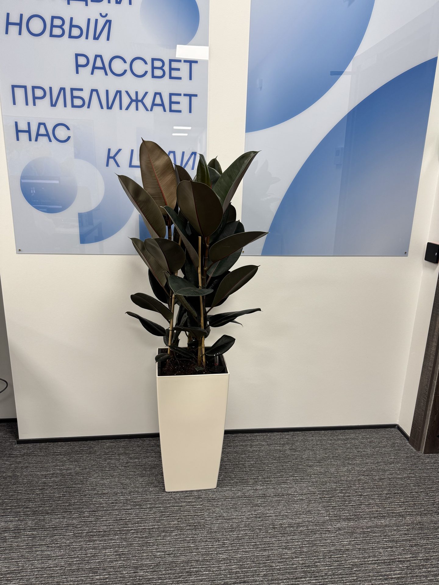 Элегантный фикус с глянцевыми листьями, расположенный на фоне минималистичного дизайна офиса, подчеркивает стиль и функциональность пространства.